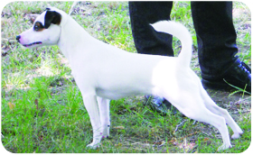 Parson Russell Terrier ZARA - Galeria 2